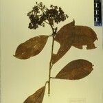 Photinia integrifolia Ďalší