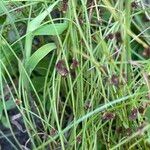 Cyperus subsquarrosus 整株植物