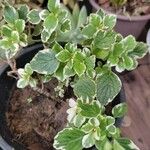 Coleus madagascariensis Leaf