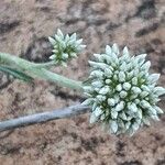 Helichrysum globosum Cvet