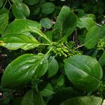 Rhamnus cathartica Φύλλο