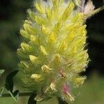 Astragalus alopecurus Flor