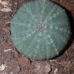 Euphorbia obesa 叶