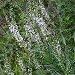 Lysimachia ephemerum Fleur