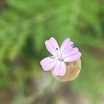 Petrorhagia prolifera Bloem