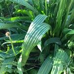 Plantago lanceolataLehti