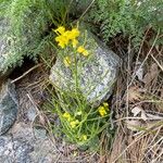 Barbarea rupicola Flor