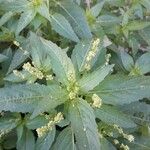 Mercurialis perennis Hoja