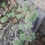 Cotula hispida Hoja