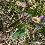 Lathyrus linifolius Frukt