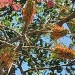 Acrocarpus fraxinifolius Voninkazo
