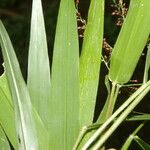 Urochloa fusca Fruit