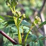 Sorbus koehneana