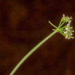 Conopodium majus 花