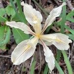 Iris purdyi Flor