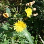 Sonchus tenerrimus Цвят