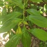 Cinnamomum burmanni Blad