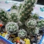 Mammillaria elongata Levél