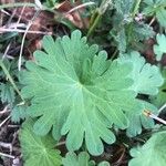 Geranium molleBlad