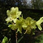 Rhododendron trichocladum Fleur