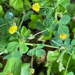 Medicago lupulina Liść