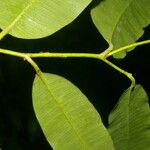 Aspidosperma spruceanum Frunză