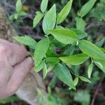 Gelsemium sempervirens Leaf