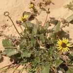 Arctotheca calendula Staniste