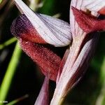 Serapias strictiflora Flower