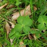 Trifolium fragiferum Leaf