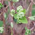 Salix repens Hoja