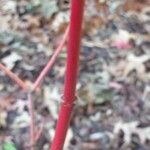 Acer circinatum Bark