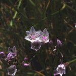 Allium praecox Floare