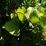 Smilax aspera Likasa