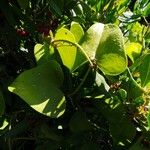 Smilax aspera Ліст