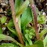 Erigeron uniflorus Bark