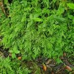 Selaginella delicatula Leaf