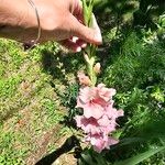 Gladiolus communis Bloem