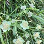 Bupleurum angulosum Квітка