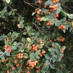 Cotoneaster franchetii ফল