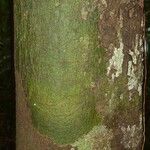 Pouteria reticulata Corteza