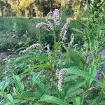 Persicaria maculosa 整株植物