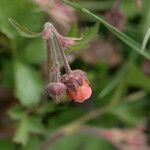 Geum rivale 花