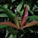 Ardisia humilis Листок