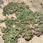 Lomatium mohavense Blad