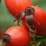 Rosa dumalis Fruit