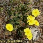 Helianthemum marifolium Buveinė