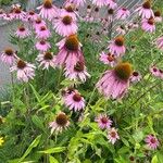 Echinacea angustifolia Цвят