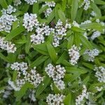 Pyracantha koidzumii花