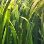 Zostera marina Folha